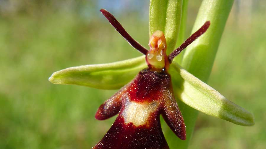 orchidée sauvage