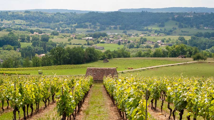 vignobles des coteaux de Glanes