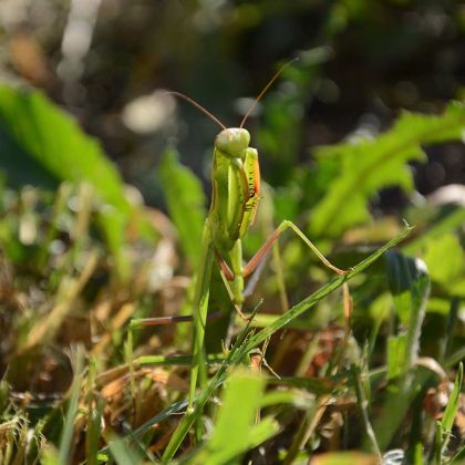 Mante religieuse, petite bête du jardin