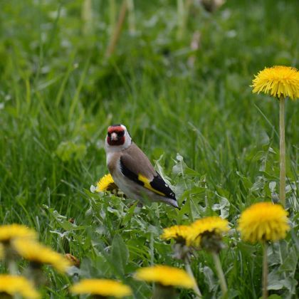 Chardonneret dans le jardin
