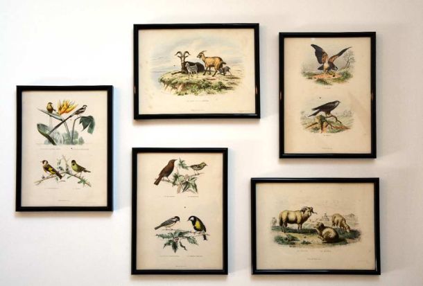 Gravures animalières pour décorer les murs du gîte